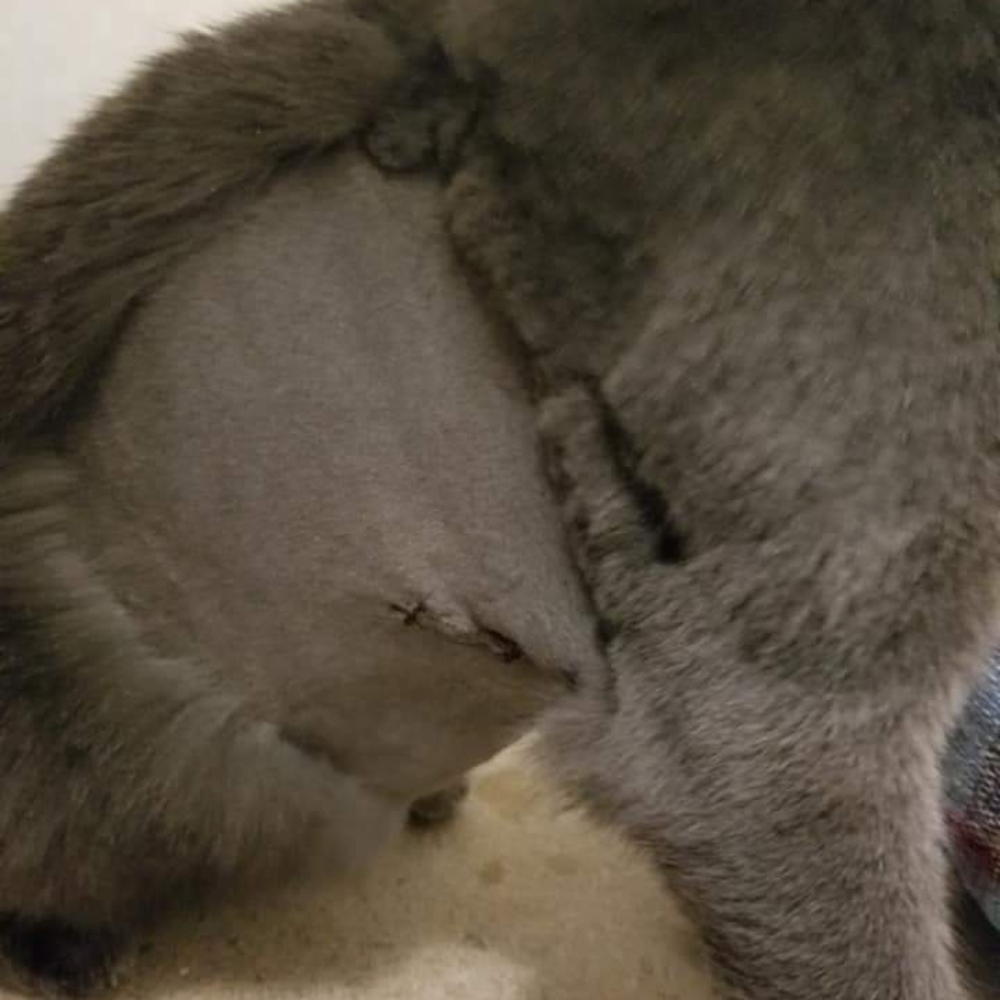 ๐๐ซ. ๐๐ก๐ซ๐ข๐ฌ๐ญ๐ข๐๐ง ๐๐ซ๐๐ฒ ๐ - Picture 2 of 2